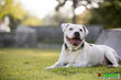 globaldogcompany