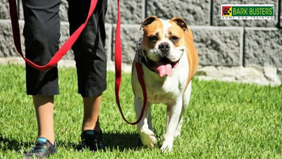 Why Do Dogs Pull on a Leash?