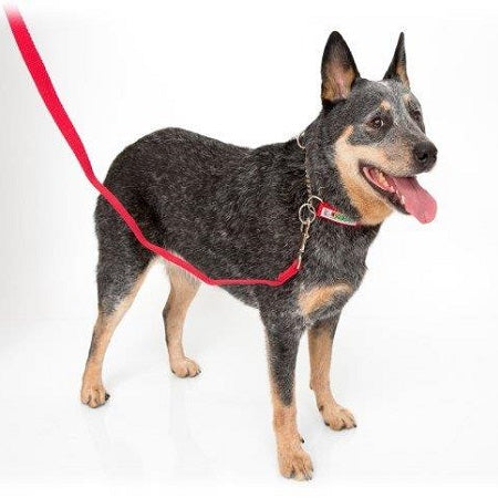 Leash Training Collar Dogs RedLine K9 Thin Nylon Training Slip