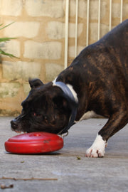 gamechanger-dog-toy-and-behavioral-tool-staffy-globaldogcompany