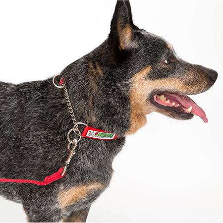 Best bark shock collar for big dogs