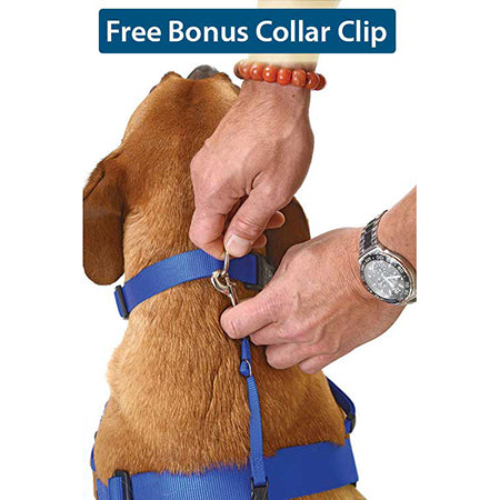 waggwalker-collar-clip-global-dog-company