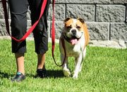 bark-busters-nylon-collar-dog-walking-global-dog-company