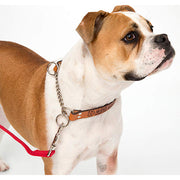 bark-busters-leather-communication-collar-global-dog-company 