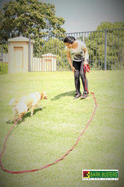 cotton-recall-puppy-training-lead-global-dog-company