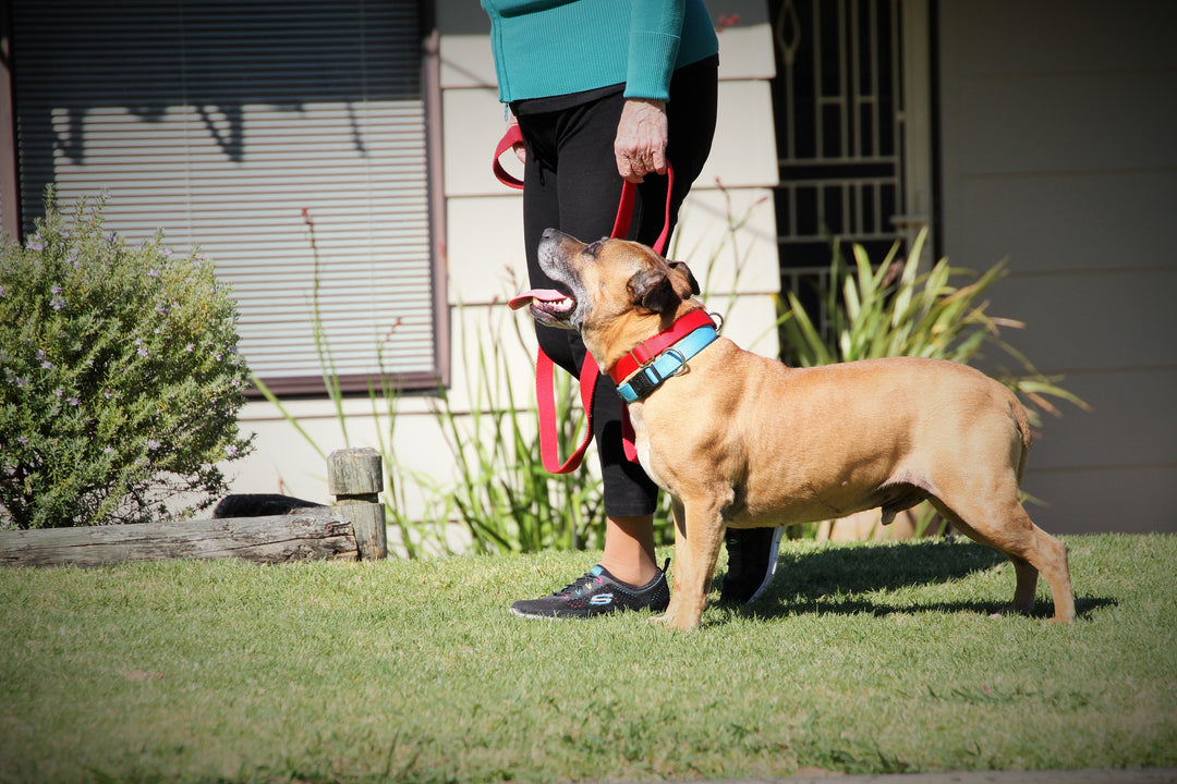Bark busters training pillow outlet