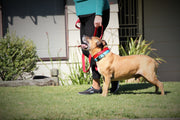 bark-busters-nylon-dog-training-collar-walkingonlead3-global-dog-company